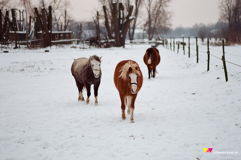 paarden in de sneeuw 2