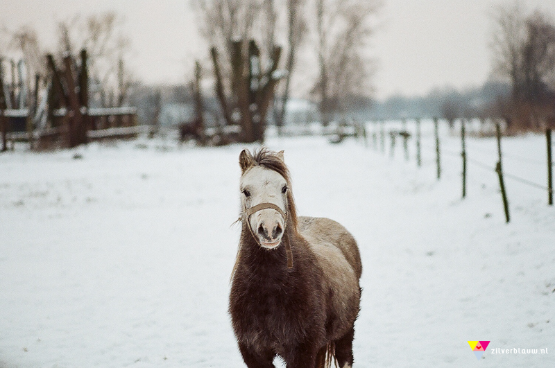 paardje 3 nikon FE