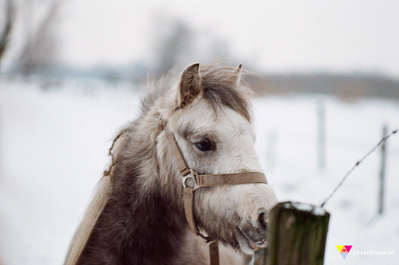 paardje in de sneeuw 2