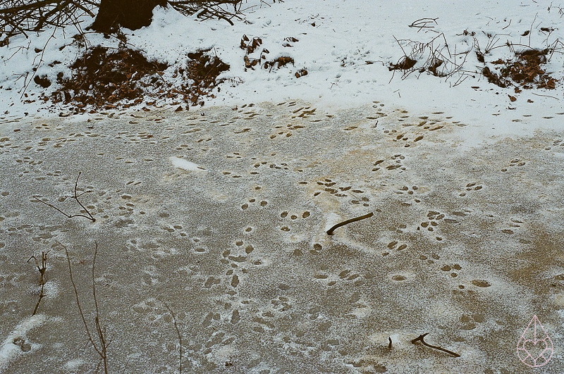 konijnenpoten - Nikon FE