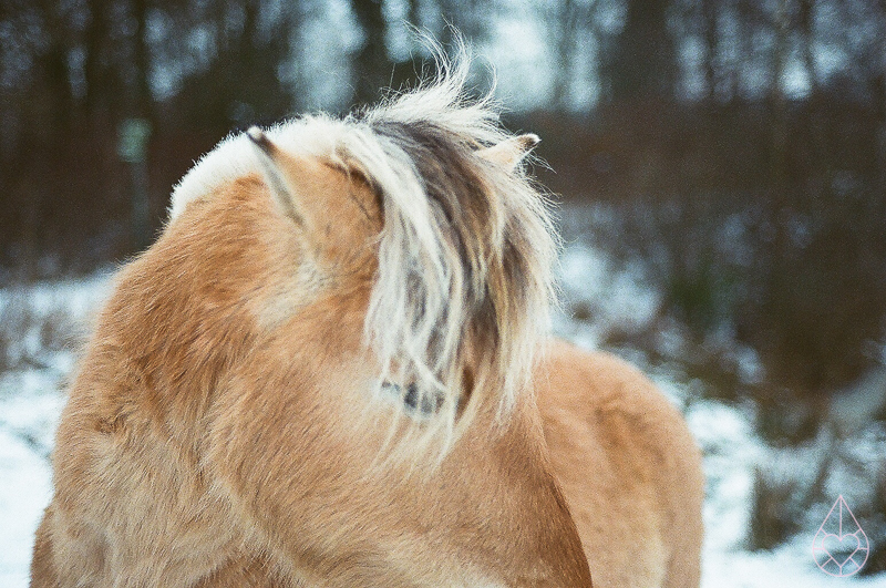 paardje - Nikon FE