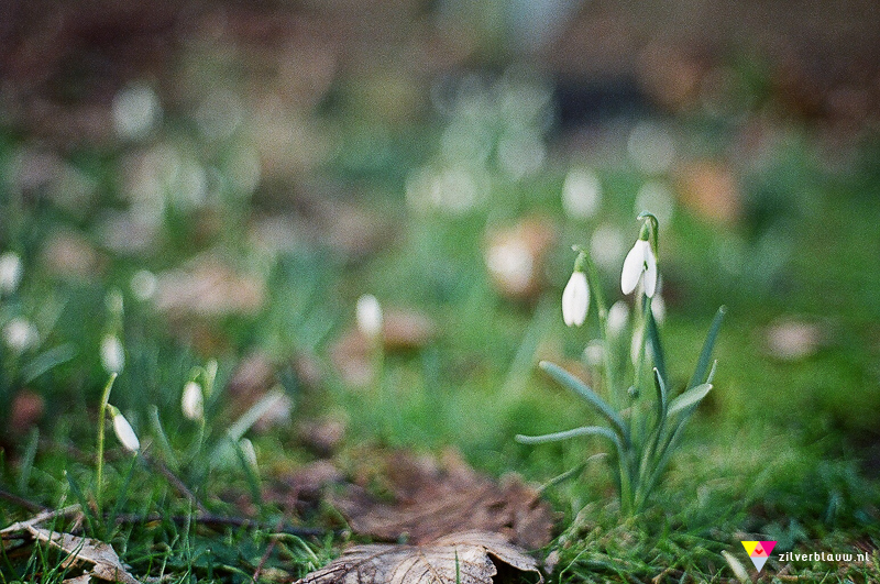 Sneeuwklokjes - Nikon FE