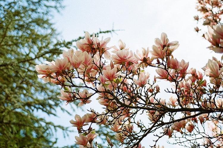 Magnolia met de Nikon FE