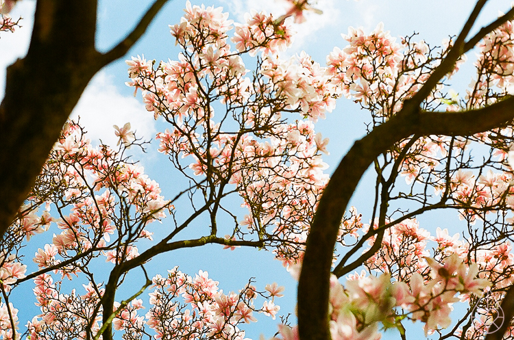 Magnolia met de Nikon FE