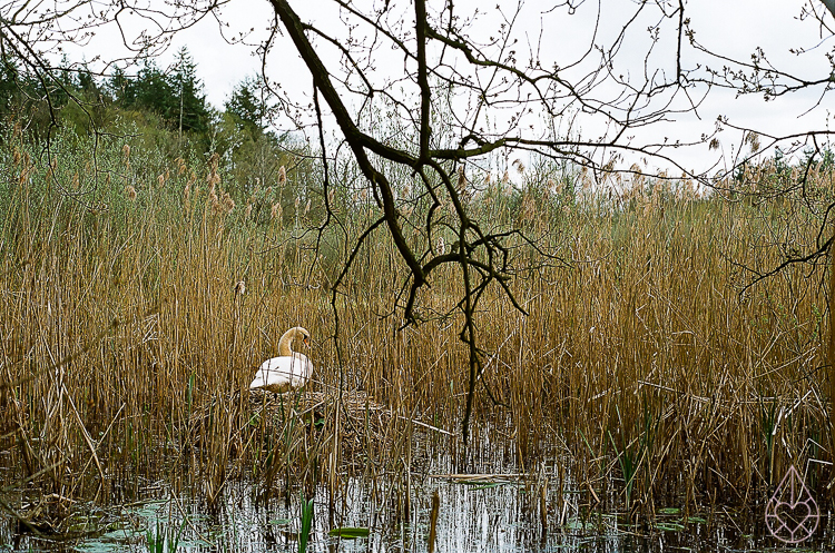 zwaan Nikon FE