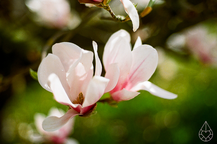 magnolia