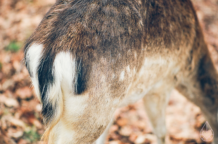 deer Kodak Ektar