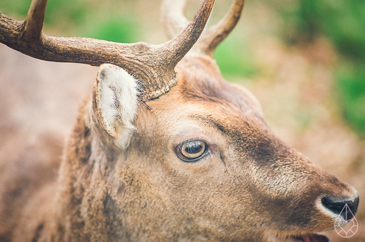 deer on film