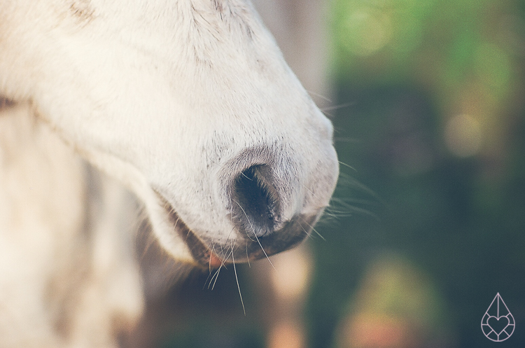 horses on film