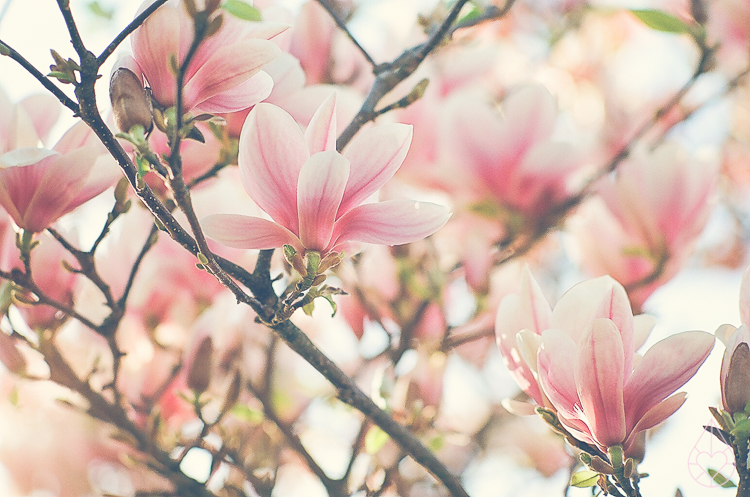 magnolia on film