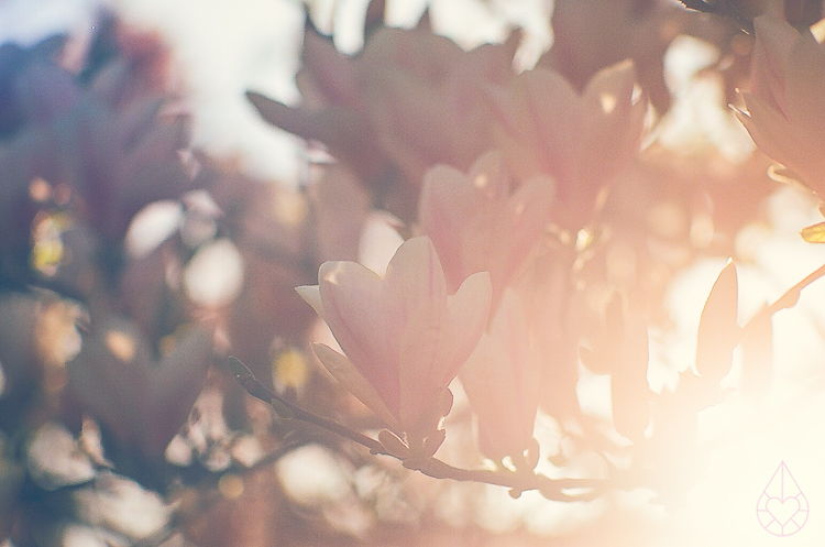 magnolia on nikon FE