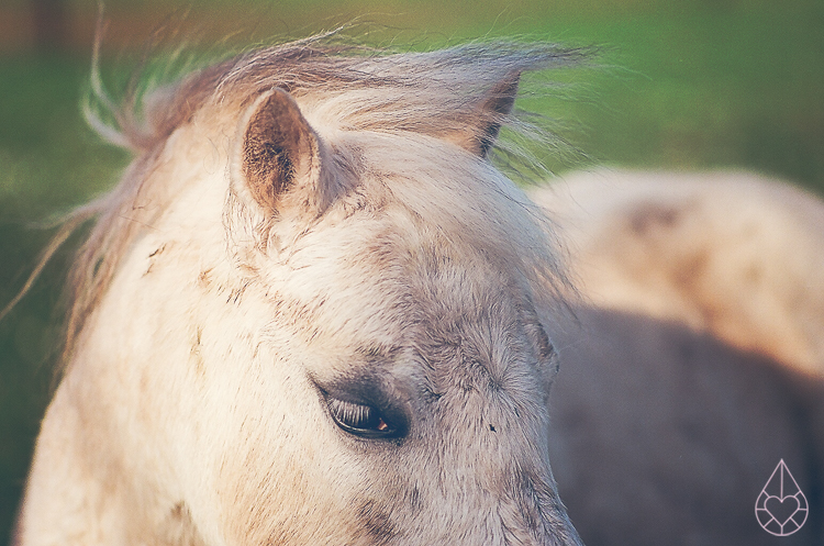 paarden analoog