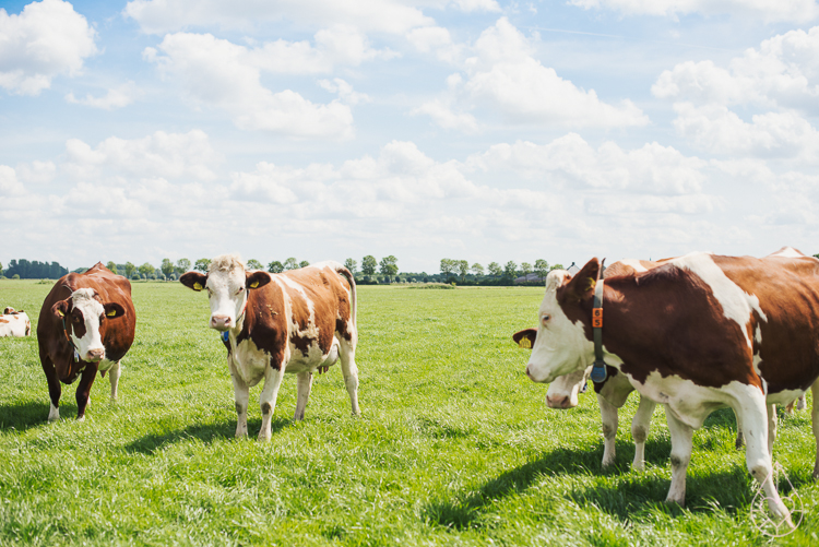 Campina BOER en LAND