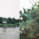 Summer at the fen