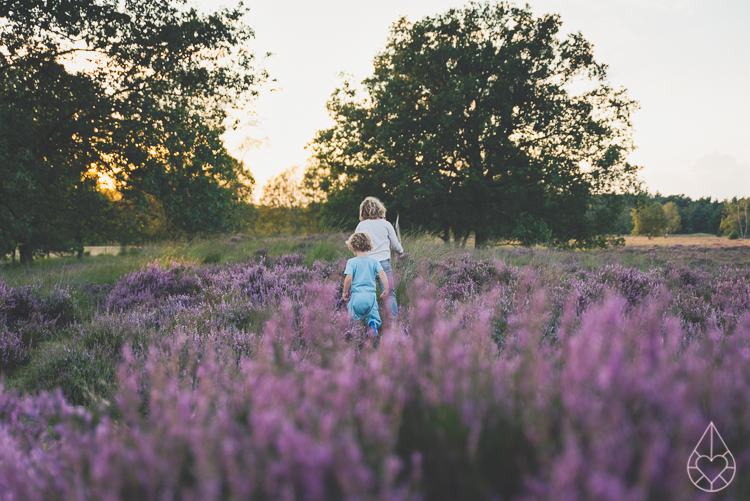 Heathland Kampina Oisterwijk, by Zilverblauw.nl