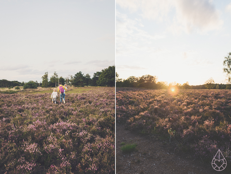 Heathland Kampina Oisterwijk, by Zilverblauw.nl