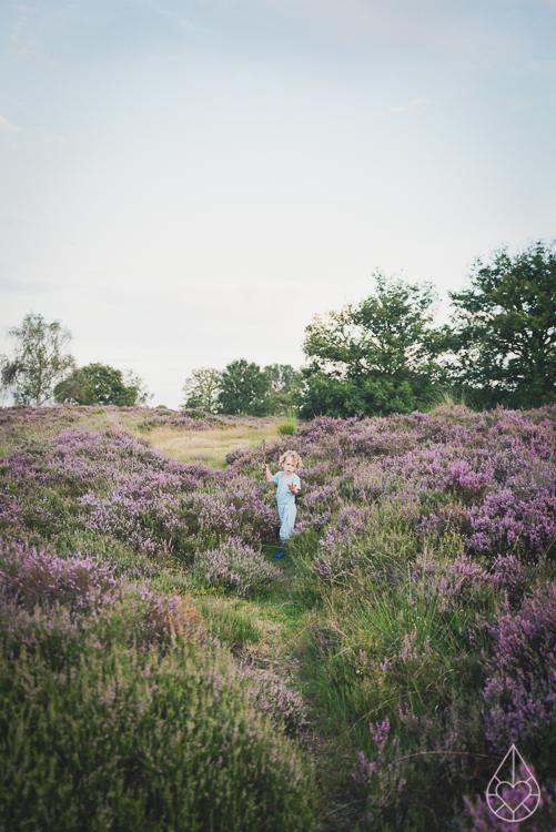 Heathland Kampina Oisterwijk, by Zilverblauw.nl