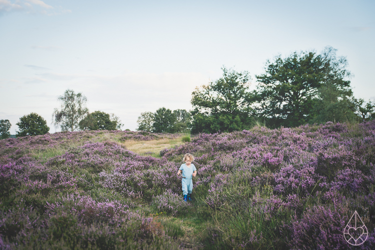 Heathland Kampina Oisterwijk, by Zilverblauw.nl