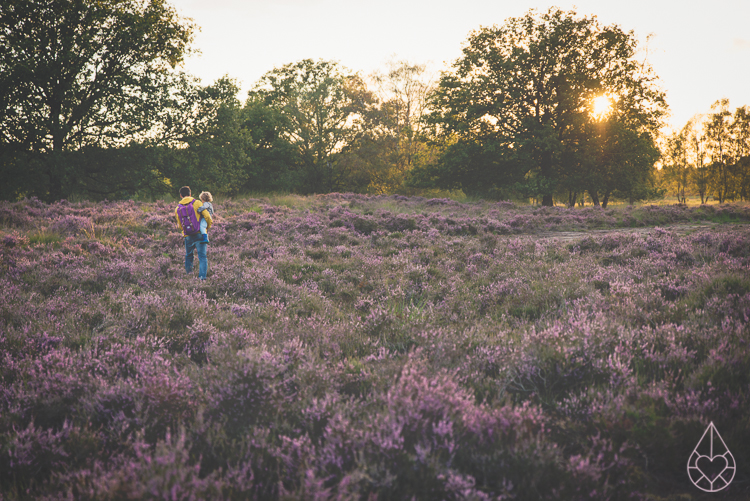 Heathland Kampina Oisterwijk, by Zilverblauw.nl