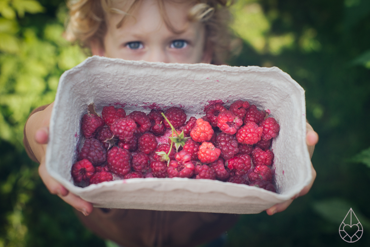 roze appelmoes, by zilverblauw.nl