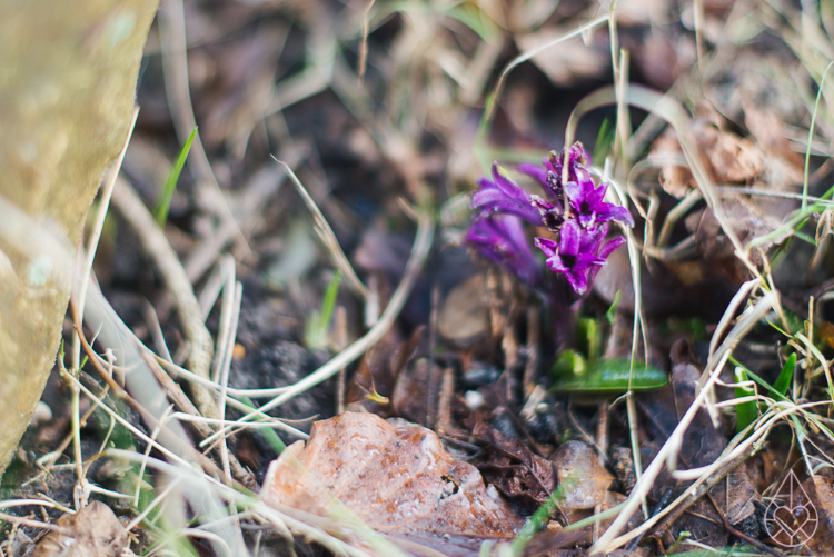 Winter/spring, by zilverblauw.nl