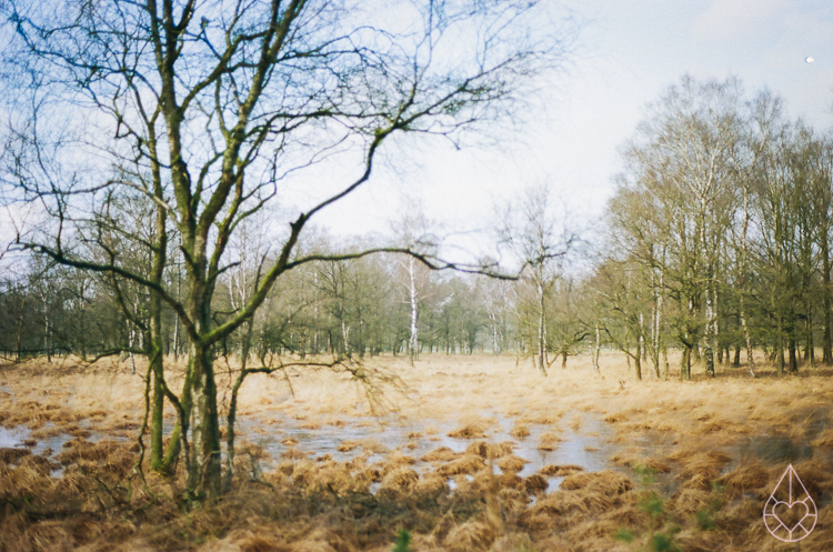 winter, nikon FE, by zilverblauw.nl