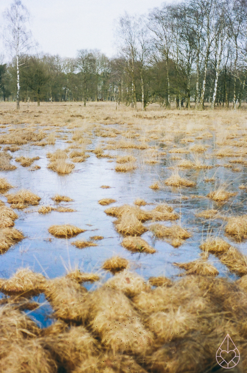 winter, nikon FE, by zilverblauw.nl