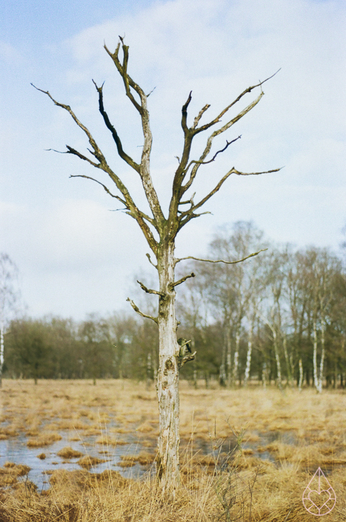 winter, nikon FE, by zilverblauw.nl