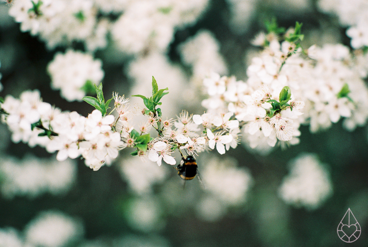 Spring, Nikon FM3A, by zilverblauw.nl