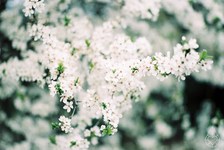 Spring, Nikon FM3A, by zilverblauw.nl