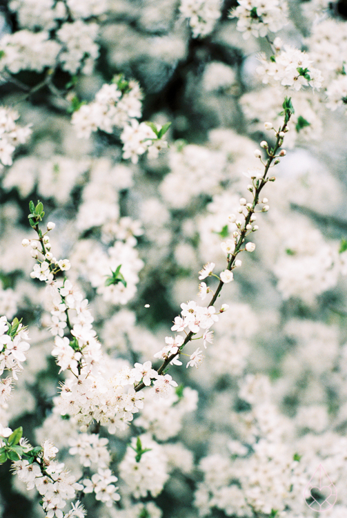 Spring, Nikon FM3A, by zilverblauw.nl