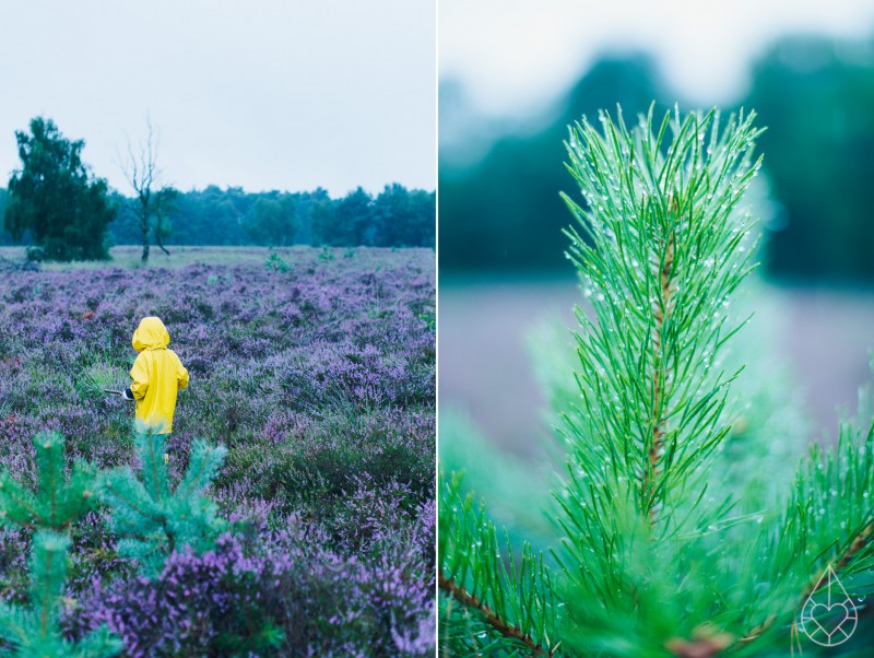 Heide op de Kampina, by zilverblauw.nl