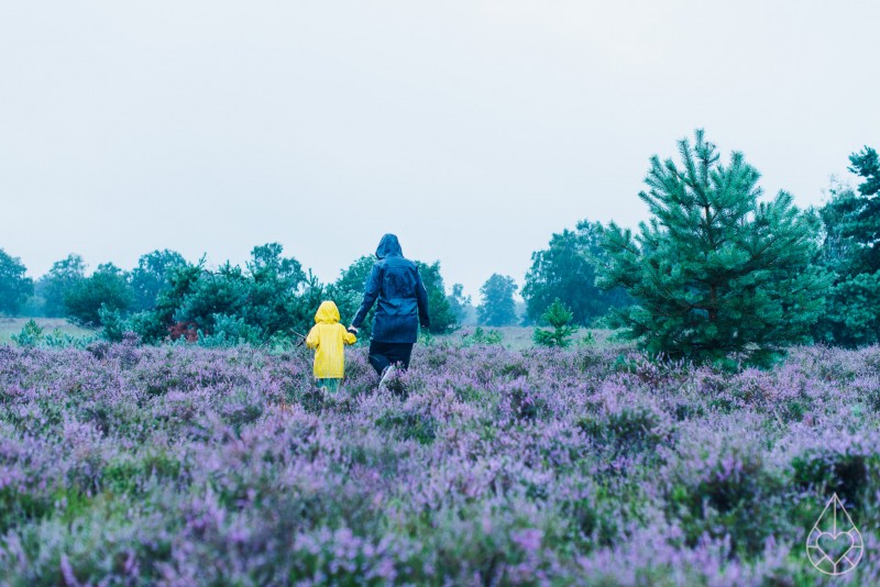 Heide op de Kampina, by zilverblauw.nl