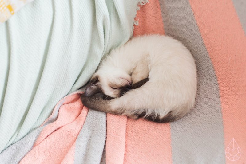 Pjoes, siamese ragdoll kitten