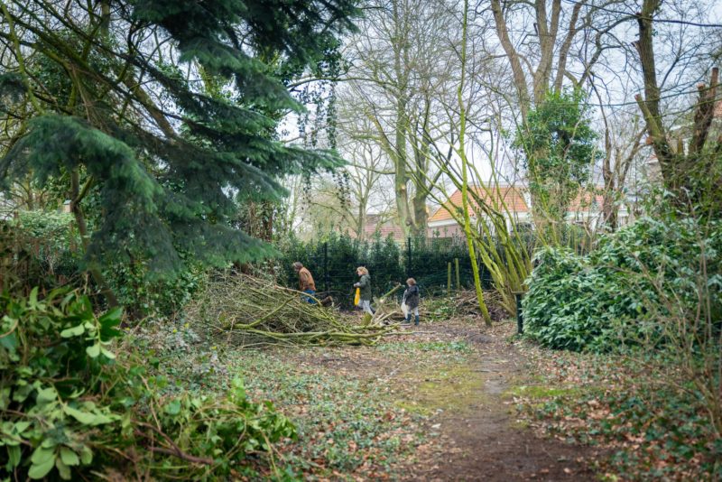 tuin zilverblauw - voor