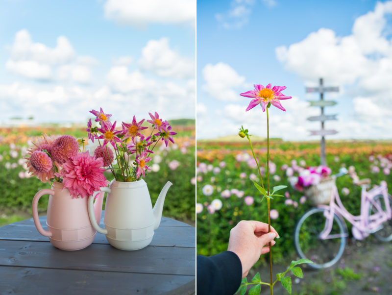 Fam Flower Farm dahlia