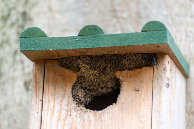 nest boomklever