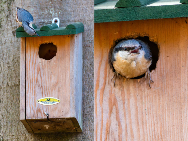 boomklever nestkast