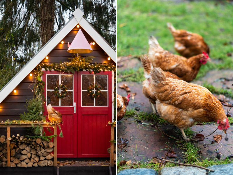 a-frame chicken