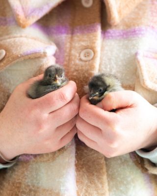 Meet Cleo & Maria, our two Orpington Buff chicks. We’re so happy they’re here! ♥️🐔💕
