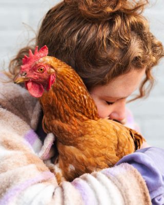 'Saving one animal doesn't change the whole world, but the whole world changes for this one animal' 

Just over a year ago, we adopted four former laying hens @redeenlegkip. I'm not exaggerating when I say this adoption changed my whole perspective on life. Seeing how scared, hurt and mistreated the hens were when we adopted them was heartbreaking, but their resilience and ability to regain their faith in humanity might broke my heart even more. Pictured here is DikTok, I'm proud to call her my friend. ♥️

(Quote by @moustache_farmer, a true hero worth following)