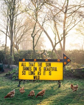 Meanwhile, outside. 💚🌿 With our beloved hens, including little Cleo and Maria. At Treasure Fest I talk about the vintage arrow marquee sign I found on @marktplaats and how happy it makes me, so if you’d like to read that story hop over to @treasure_fest. 💎♥️
