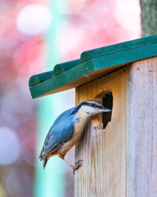 Gisteren deelde ik op stories over het gif #xentari dat @gemeenteoisterwijk (en vele andere gemeenten) gebruikt ter bestrijding van de eikenprocessierups. Ik kreeg zoveel reacties dat ik niet iedereen persoonlijk antwoord kan geven, vandaar dit bericht.

Deze boomklever had vorig jaar een nestje in onze tuin en zit nu in de grote, oude eiken die in onze straat staan. Helaas heeft @gemeenteoisterwijk daar gisteren grote wolken van de gifstof Xentari in gespoten, tot woede en afgrijzen van mijzelf en van onze lokale ‘groene groeperingen’ zoals @bteamoisterwijk, @boswachterfrans en @prooisterwijk. Van Xentari gaan namelijk niet alleen eikenprocessierupsen dood, maar ook alle andere rupsen, insecten en de vogels die ze eten. En dat terwijl er zoveel goede écht biologische alternatieven zijn. 

Wat kun je zelf doen? 
Als de natuur je aan het hart gaat, kun je bij je eigen gemeente checken of zij ook Xentari gebruiken. Is dat zo, vraag dan of ze ermee stoppen en investeren in biodiversiteit. Gif werkt juist tegengesteld, omdat je ook de natuurlijke vijanden van de eikenprocessierups ermee bestrijdt en zo het natuurlijk evenwicht nog verder verstoord raakt. Met de juiste beplanting onder de bomen en het ophangen van nestkastjes kun je samenwerken met de natuur. Hoe meer mensen het aangeven, hoe beter! Je kunt ook je lokale politieke partijen aanschrijven, @ivnnatuureducatie en @natuurmonumenten in je omgeving benaderen en het melden bij andere (lokale) relevante initiatieven. 

Verder kun je bijdragen door je tuin of balkon zo groen mogelijk te maken. Als je geen voortuin hebt, vraag dan je gemeente of je een geveltuintje mag maken. Op @vlinderstichting vind je tips voor vlindervriendelijke planten, op @vogelbeschermingnederland kun je lezen wat je kan doen om de vogels een handje te helpen.

Tot slot kun je dit bericht delen, zodat zoveel mogelijk mensen horen over de nadelige gevolgen van het gebruik van Xentari. Je kunt ook zelf iets posten met #stopxentari Dank! ♥️

De rups op de foto is van de beschermde Koninginnenpage en zat vorig jaar in onze voortuin. We waren er zo trots op. 😢

Stories gemist? Check de highlight Xentari in m’n bio.