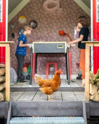 She used to be an anonymous laying hen in the industry, but now she shines like the brightest star. Strike a pose, Koekie. #redeenlegkip ✨⭐️✨