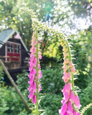 @intratuin_nederland vroeg of @casperboot en ik wilden komen shoppen met als doel de biodiversiteit in onze tuin te vergroten. Leuk! We waren vooral benieuwd naar het assortiment inheemse en biologische planten, omdat we daar in onze tuin het liefst voor kiezen. We waren blij verrast met het aanbod en kozen onder andere planten uit de inheemse lijn die Intratuin heeft ontwikkeld in samenwerking met IVN & @cruydthoeck. Voor in onze voortuin koos ik biologisch kattenkruid (Nepeta), biologische kleine pimpernel en heel veel vingerhoedskruid (Digitalis). De potten voor onze voordeur vulden we met eetbare, biologische planten zoals Oost-Indische kers en Korenbloem. Ons groene paradijs wordt steeds groener! (In de carrousel zie je ook 3 voor-foto’s, ongelooflijk hoeveel er in zo'n relatief korte periode veranderd is, vooral de voortuin lijkt wel een groene explosie. 😂 In stories meer hierover!) #levedewildernis #gekregen #intratuin